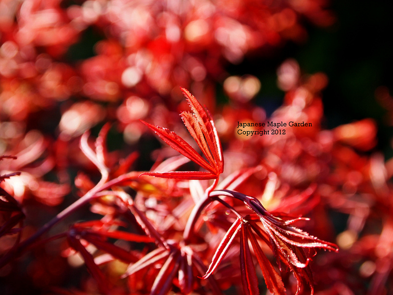Japanese Maple